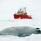 Researchers used data from tracking studies of crabeater seals to infer the distribution of krill and project how it is likely to change in the future.